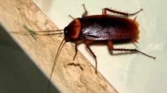 Hol és miért jelennek meg a csótányok otthon