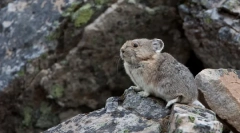 Hol származott chinchilla, ahonnan és hogyan élnek a természetben