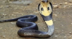Hol volt a cobra méreg