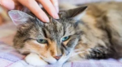 Ahol a macska bolháknak tűnik?