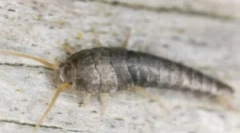 Ahol a lakásban a mokáriumok