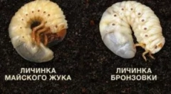 A bronz lárvák és a májusi bogár lárvája közötti különbség
