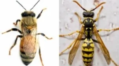 A méh különbségei a darázsból