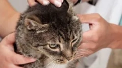 Cat squeectosis: tünetek és kezelés