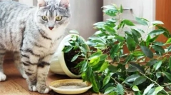 Macskák otthoni és udvarok számára: a késztermékek és utasítások áttekintése, hogyan készítsünk