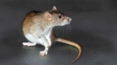 A mumfing hatású rágcsálókból származó edények