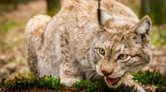 Leválasztás ragadozó