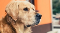 Válaszok a kutyák leggyakoribb kérdéseire