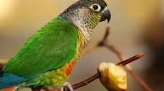 Zöldségek papagájokhoz