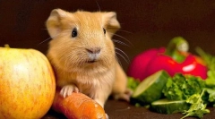 Zöldség tengerimalac étrendben