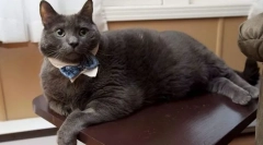 Elhízás a macskákban