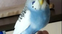 Elhízás egy papagáj, okok, kezelés