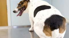 Elhízás a kutyákban: okok, tünetek, kezelés