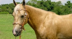 Palomino