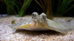 Falus: érdekes tények a szokatlan hal életéből