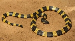 Pama (gyermekszalag)