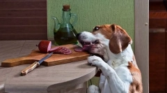 Pancreatitis a kutyáknál: okok, jelek, kezelés, megelőzés