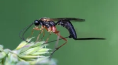 Parasitoids lovasok: rovar leírása és jellemzői