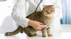 Paraziták egy macskában