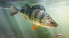 Paraziták a tengerben és a folyami halakban