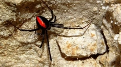 Spider black widow: fotó, videó és részletes jellemzők
