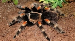 Pók-madár mexikói vörösbor