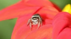 Spider jackun: jellemzők és érték az ökoszisztémában