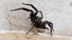 Pókok a házban: ahol jönnek és miért