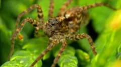 Pókok farkasok - kik ők?