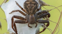 Pukikulturális. Épület és funkciók