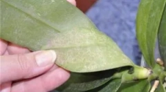 Ceutain és shell kullancs az orchideákon