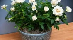 Időjárás kullancs a kertben és a room rose