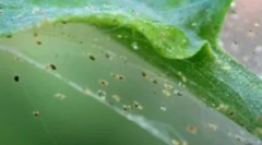 Web tick: leírás, típusok és élőhelyek