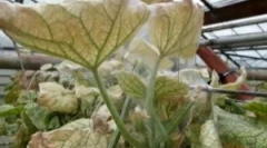 Macskaköves kullancs üvegházban