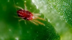 Macskaköves kullancs