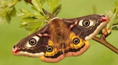 Pavlin-szemű malája