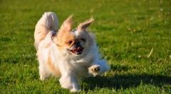 Pekingese (fotó): kedves, szentelt és büszke kutya szerető tulajdonosok számára