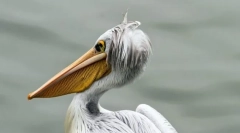 Pelican-szerű madarak