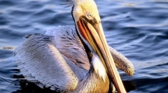 Pelicans