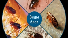 Hogy a bolhákokat az állatokból származó embereknek továbbítják-e?