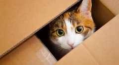 Egy cica áthelyezése egy új otthonra