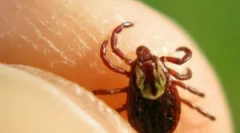 Időszak, amikor a kullancsok legaktívabbak és veszélyesek