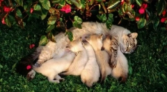 A macskákban az utódok laktációja és oktatása