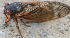 Időszakos cicada