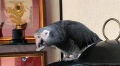 Pernaya star zhora makarov: videó, ahol jaco mondja a nevét és vezetéknevét