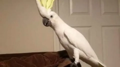 Panzation dancer disco 90s: parrot táncok mindenki alatt