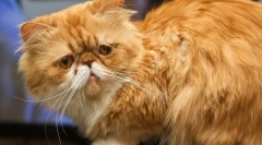 Perzsa macska (fotó): állati művészi csehországi