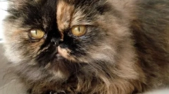 Perzsa fajta macskák