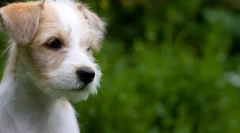 Kölyök első frizura