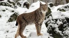 Pristine beauty: a lynxhez hasonló macskafajták